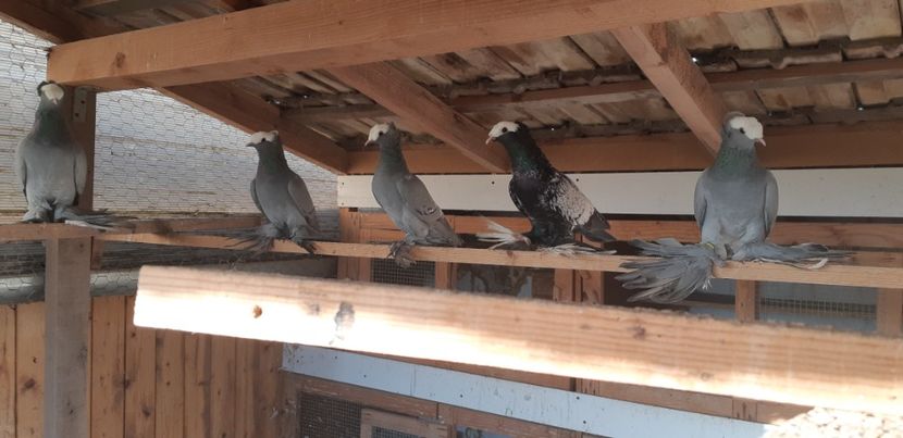  - M-Preoti saxoni 2022