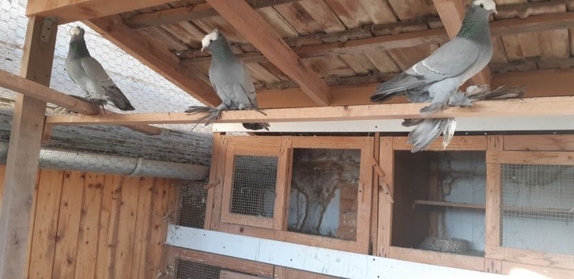  - M-Preoti saxoni 2022