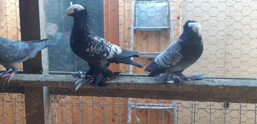  - M-Preoti saxoni 2022