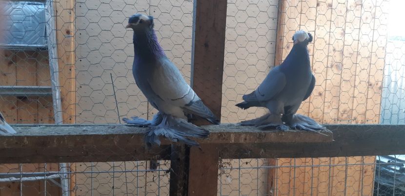  - M-Preoti saxoni 2022