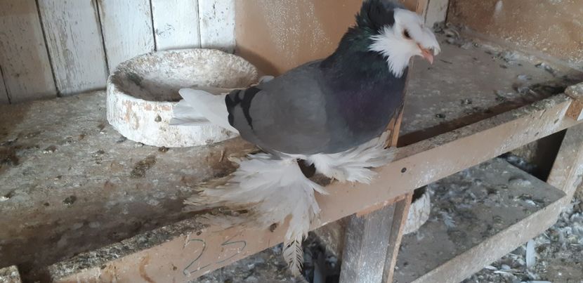  - O--Tobosari de Berburg