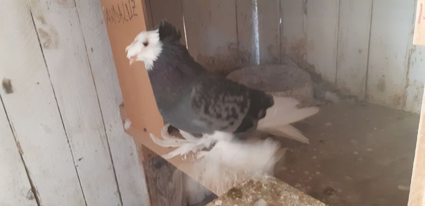  - O--Tobosari de Berburg