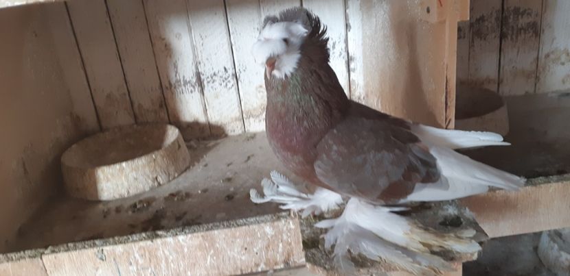  - O--Tobosari de Berburg