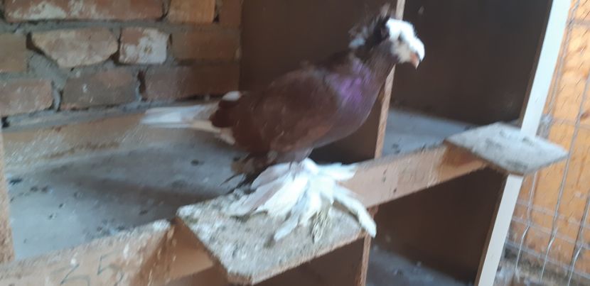  - O--Tobosari de Berburg