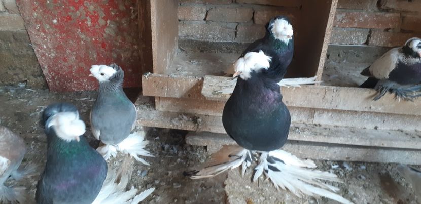  - O--Tobosari de Berburg