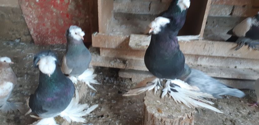  - O--Tobosari de Berburg