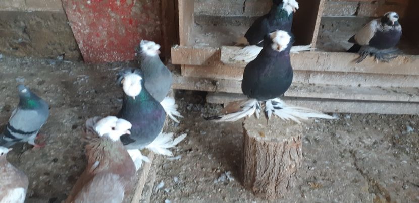  - O--Tobosari de Berburg