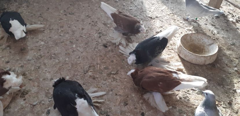  - O--Tobosari de Berburg