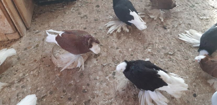  - O--Tobosari de Berburg