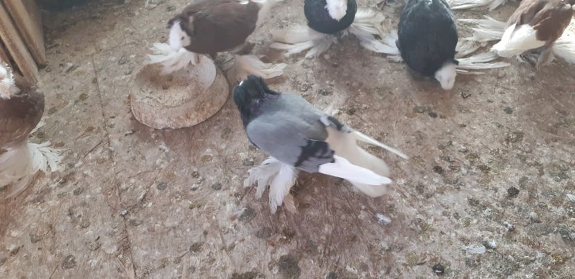  - O--Tobosari de Berburg