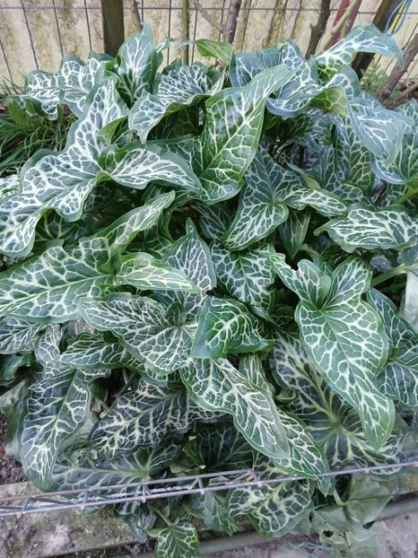  - 0 RODUL PAMANTULUI