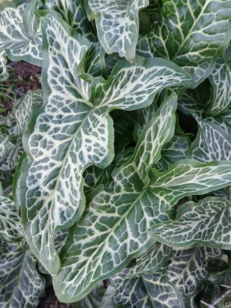  - 0 RODUL PAMANTULUI