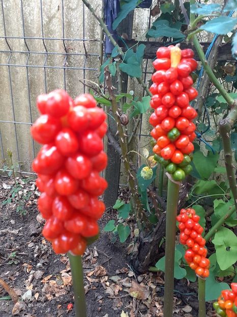  - 0 RODUL PAMANTULUI