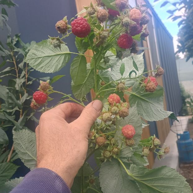 zmeur rod continuu Heritage 4lei - aaPlante fructifere disponibile