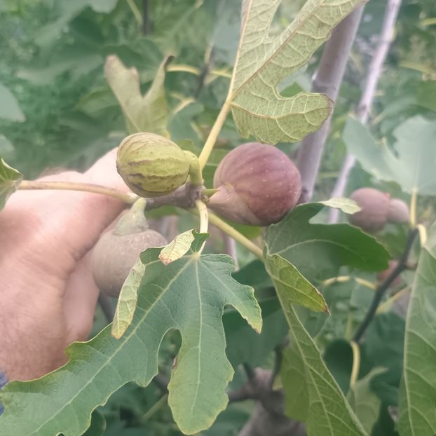 smochin Brunswick o,5m-25lei - aaPlante fructifere disponibile