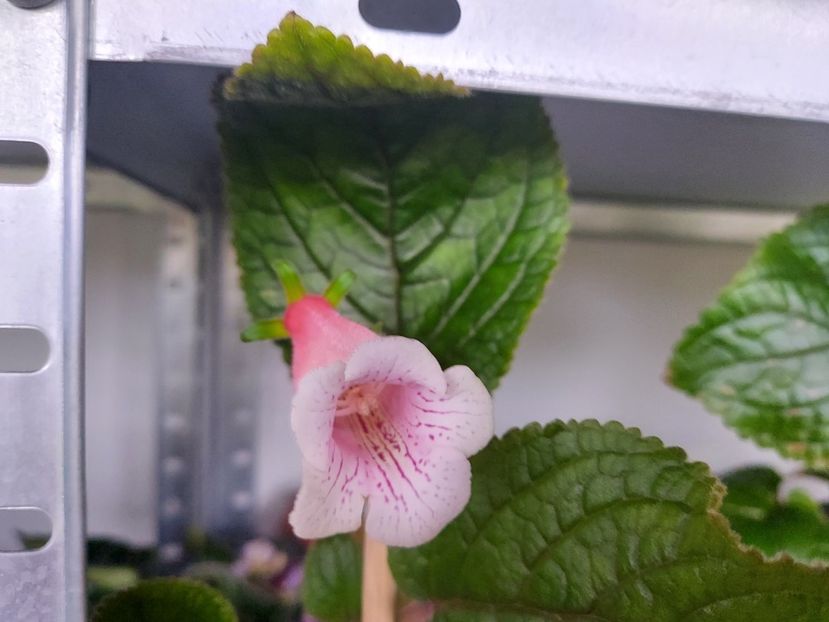 55 - 1-A-Siningii din semințe