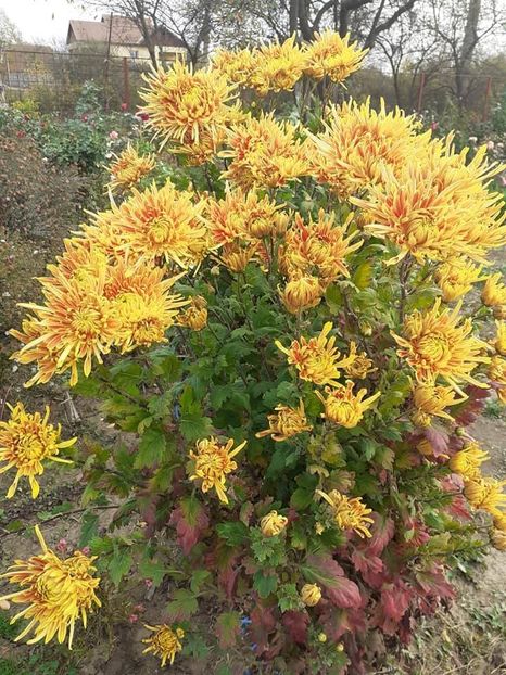  - 0Tufanele si crizanteme 2018