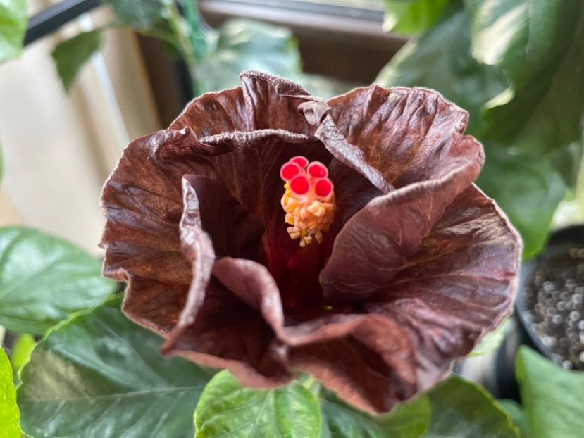  - Teng s black phantom