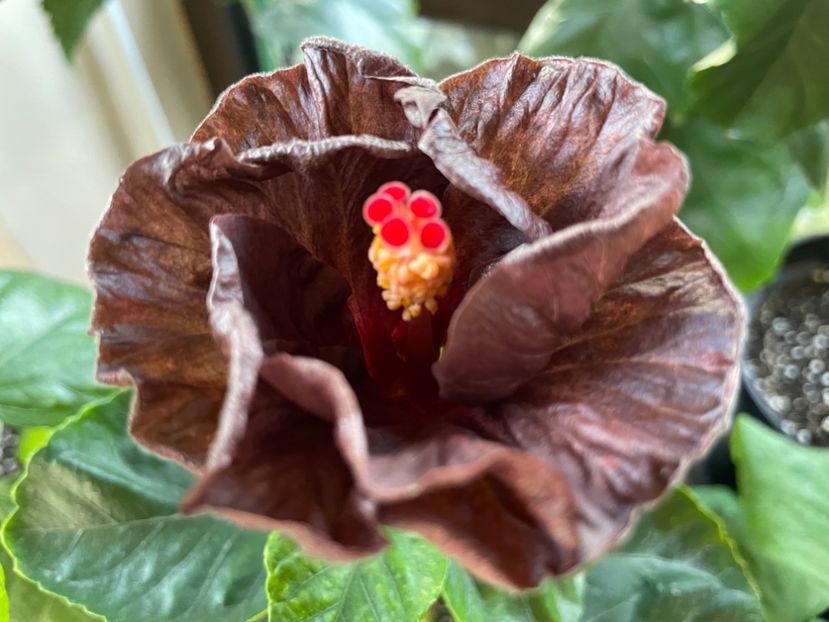  - Teng s black phantom