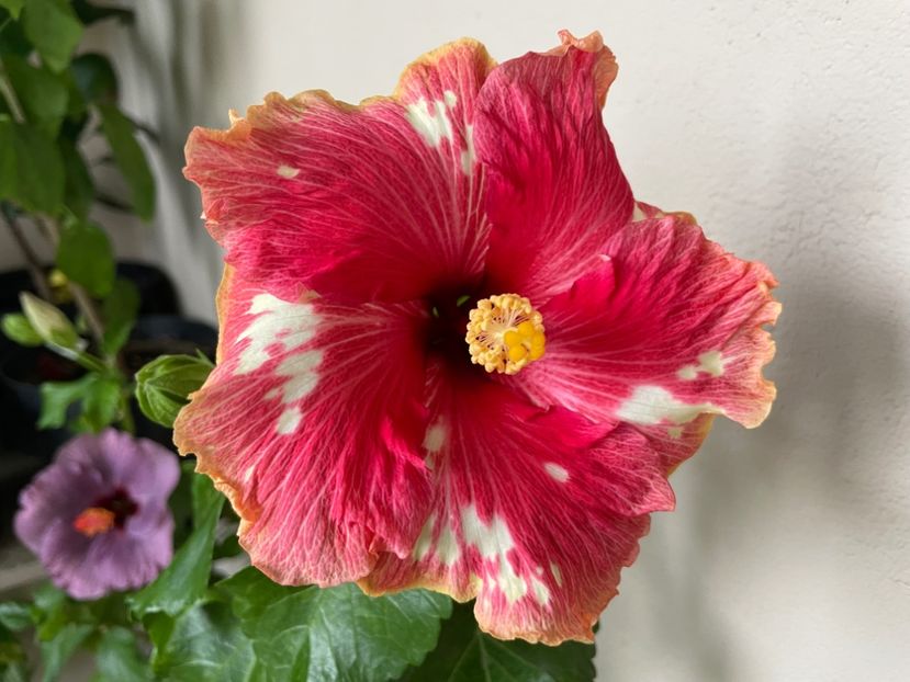  - 0006 - Hibiscusi 2025 - 3