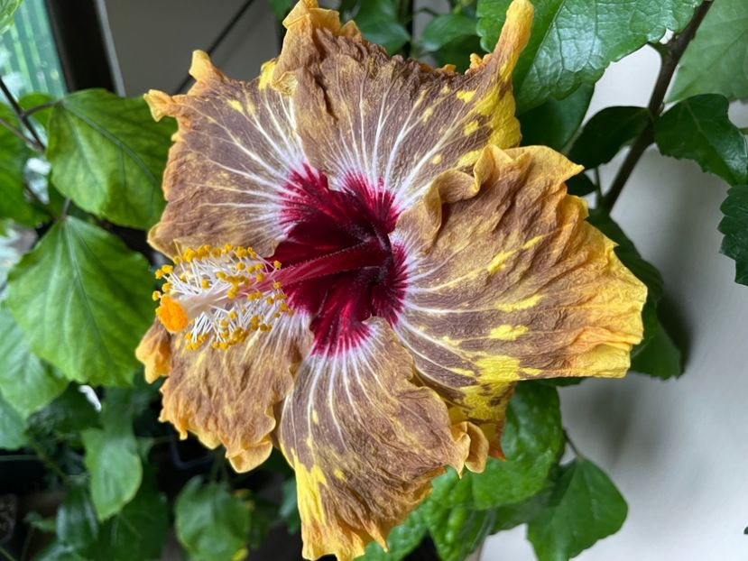  - 0006 - Hibiscusi 2025 - 3