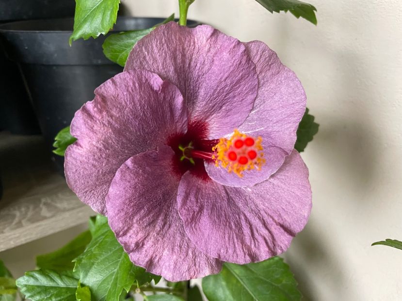  - 0006 - Hibiscusi 2025 - 3