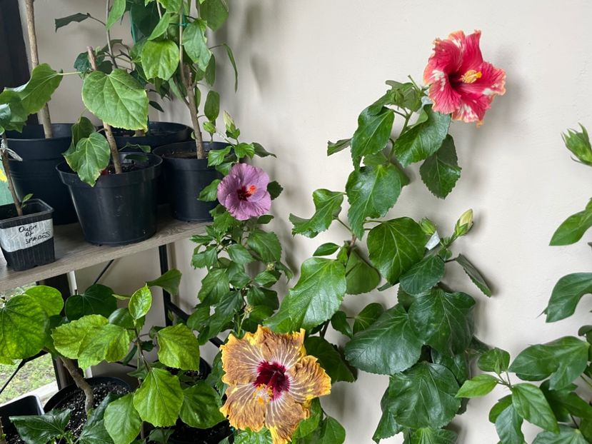  - 0006 - Hibiscusi 2025 - 3