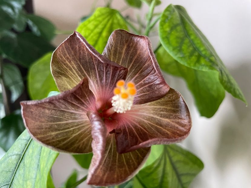  - 0006 - Hibiscusi 2025 - 3