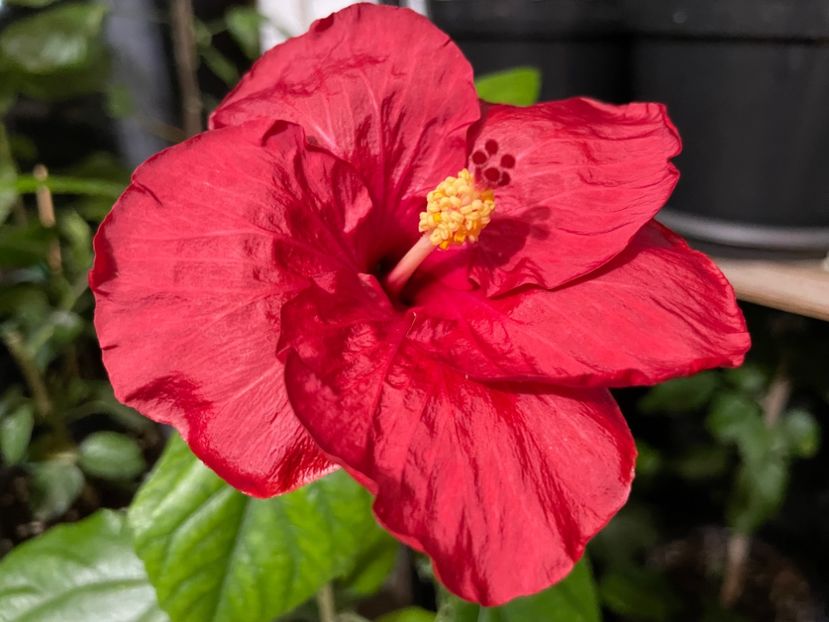  - 0006 - Hibiscusi 2025 - 3