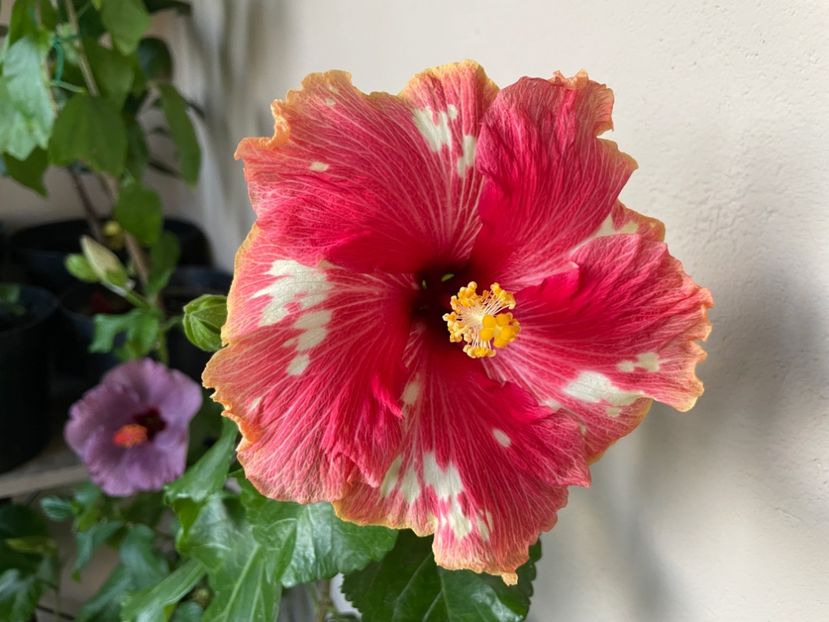  - 0006 - Hibiscusi 2025 - 3