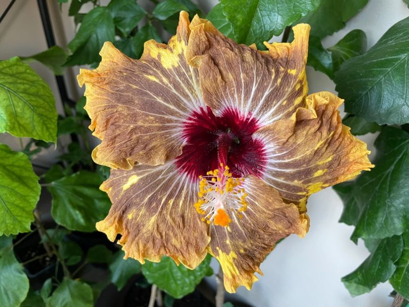  - 0006 - Hibiscusi 2025 - 3