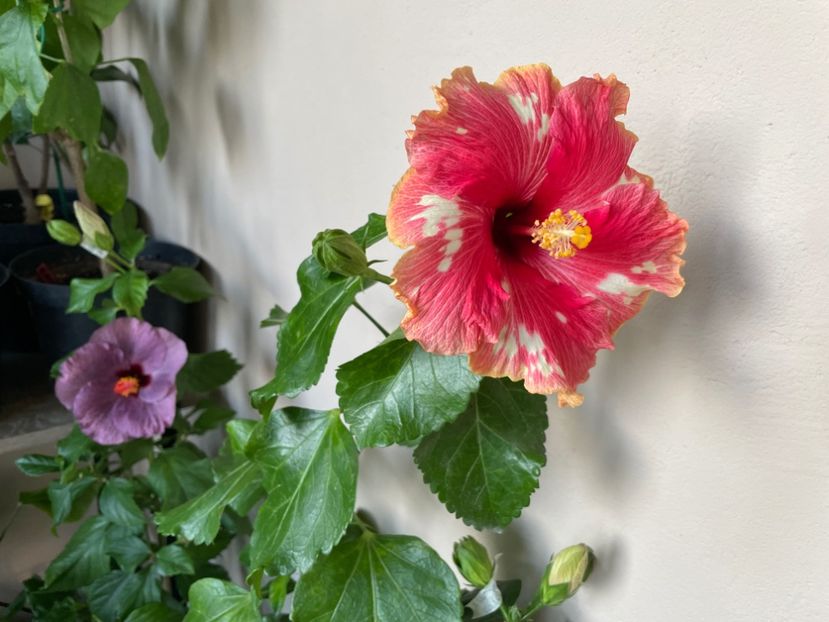  - 0006 - Hibiscusi 2025 - 3