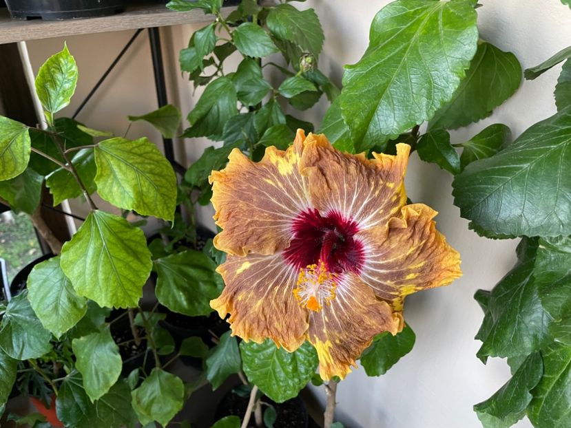  - 0006 - Hibiscusi 2025 - 3