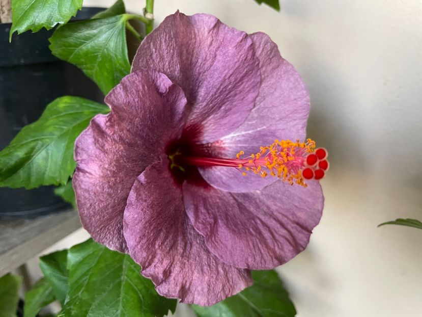  - 0006 - Hibiscusi 2025 - 3