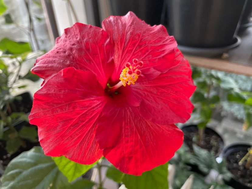  - 0006 - Hibiscusi 2025 - 3