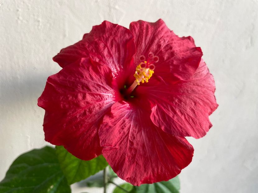  - 0006 - Hibiscusi 2025 - 3