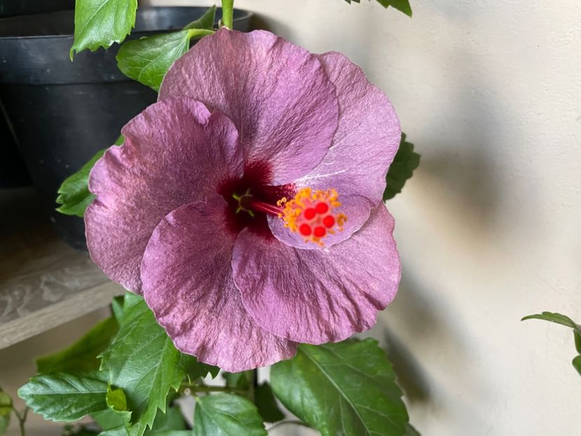  - 0006 - Hibiscusi 2025 - 3