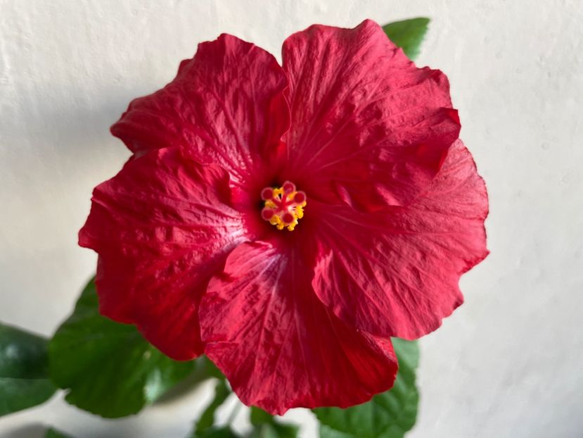  - 0006 - Hibiscusi 2025 - 3