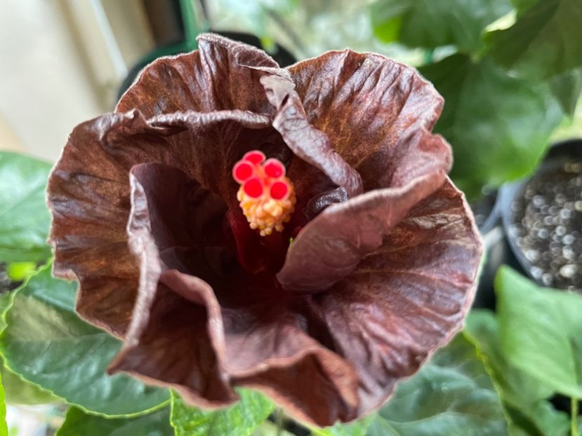  - 0006 - Hibiscusi 2025 - 3