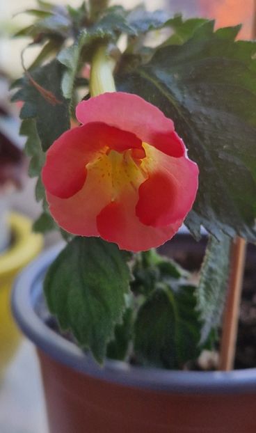 Mary Poppins - Mary Poppins p