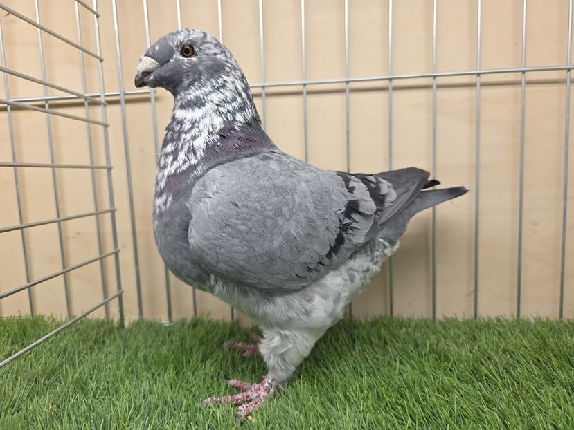 FEMELĂ 2025 - 27226 - REZERVE 2026