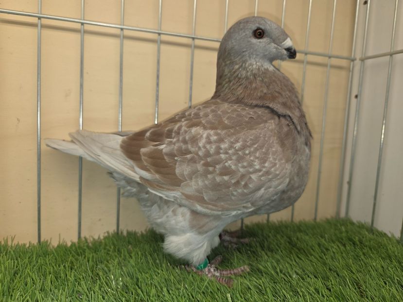 MASCUL 2025 - 137 - din PERECHEA 14 - AGH DE VANZARE