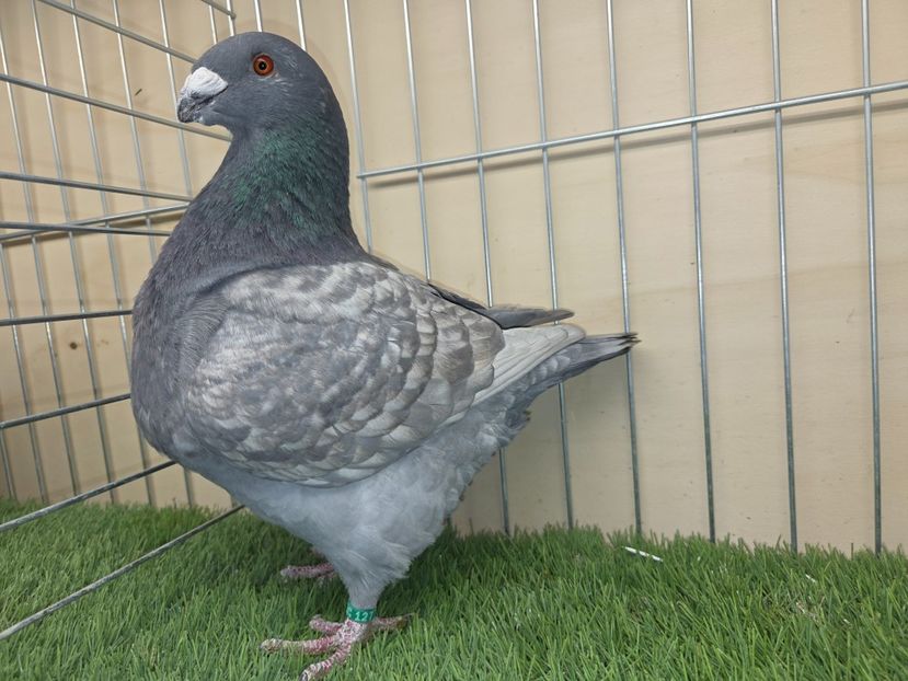 MASCUL 2025 - 12770 - REZERVAT R.S. - AGH REZERVAȚI