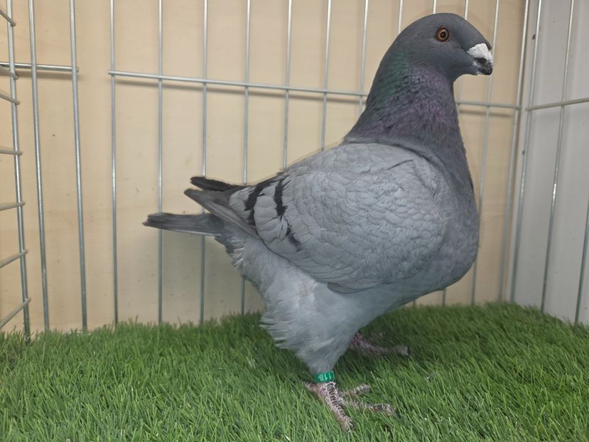 FEMELĂ 2025 - 118 - din PERECHEA 7 - AM SI VIDEO - AGH DE VANZARE