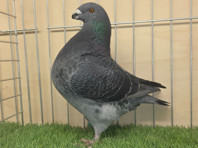 MASCUL 2025 - 126 - MATCA MASCULI AGH 2026