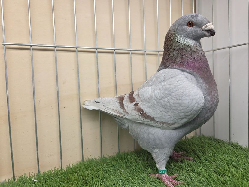 MASCUL 2025 - 119 - MATCA MASCULI AGH 2026