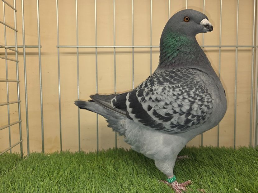 MASCUL 2025 - 27229 - din PERECHEA 9 - AM SI VIDEO - AGH DE VANZARE