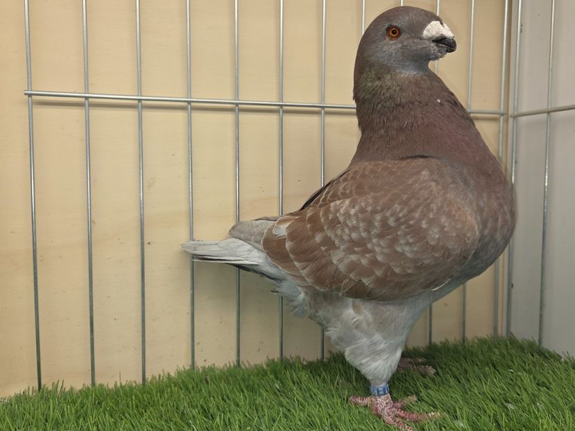 MASCUL 2024 - 5117 - AM SI VIDEO - AGH DE VANZARE