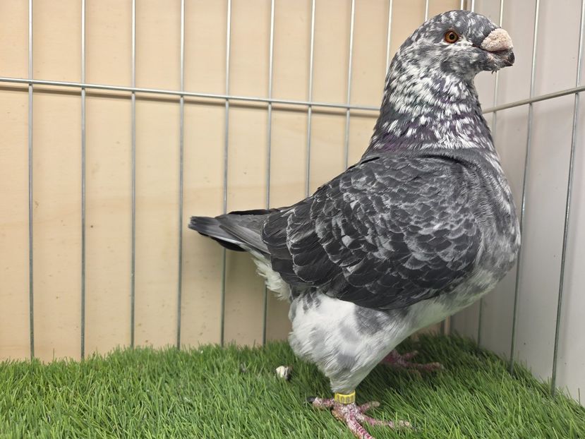 MASCUL 2023 - 1083 - MATCA MASCULI AGH 2026