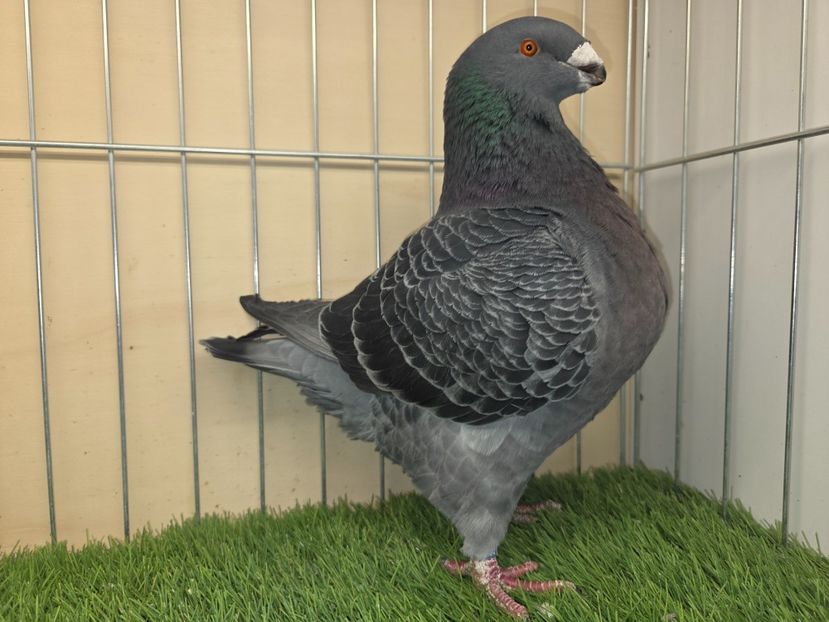 MASCUL 2024 - 12372 - MATCA MASCULI AGH 2026